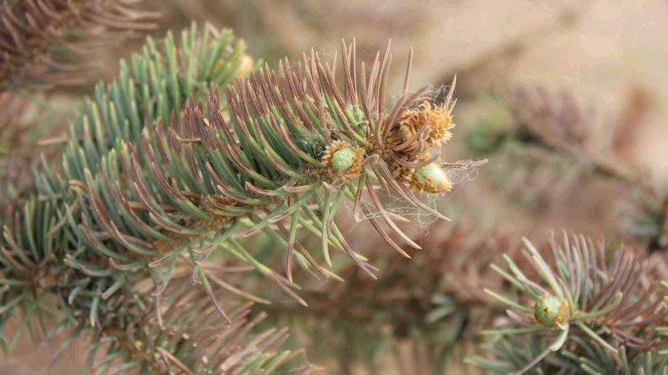 Why Is My Evergreen Turning Brown and Losing Needles? Turtleford